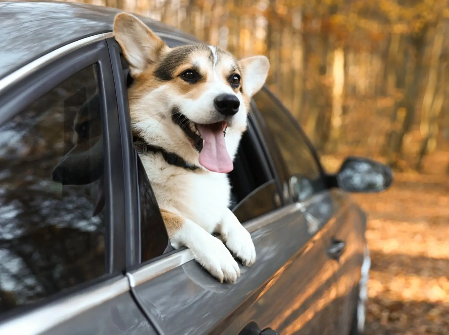Pet-Friendly-Rides-Group-Rates
